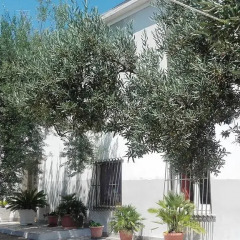 Отель B&B Stella dell'Adriatico Ортона фото 2