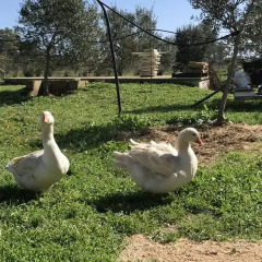 Отель Masseria Gelsi Лечче с домашними животными