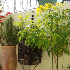 Отель Riad Agathe Марракеш фото 10