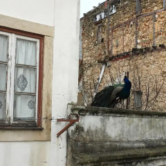 Отель Castle Inn Lisbon с домашними животными