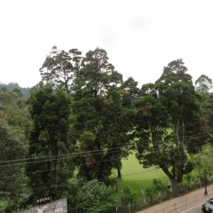 Отель New Nuwara Eliya Inn