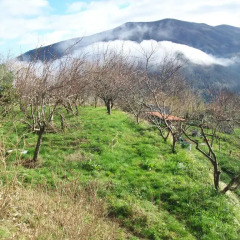 Отель B&B Il Chioso Аулла фото 6