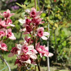 Отель Villa Orchidea Италия, Камогли - отзывы, цены и фото номеров - забронировать отель Villa Orchidea онлайн фото 11