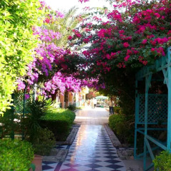 Отель Giftun Azur Resort