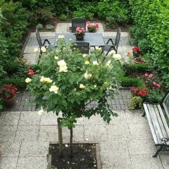 Отель Bed & Breakfast Red Rose Нидерланды, Дуйвендрехт - отзывы, цены и фото номеров - забронировать отель Bed & Breakfast Red Rose онлайн