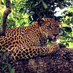Отель Mahoora Tented Safari Camp All-Inclusive - Yala Шри-Ланка, Катарагама - отзывы, цены и фото номеров - забронировать отель Mahoora Tented Safari Camp All-Inclusive - Yala онлайн фото 6