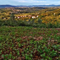Отель Farm stay Domačija Butul фото 8