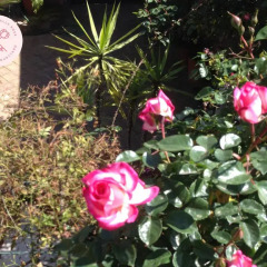 Отель Cortile Delle Rose Виагранде