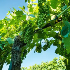 Отель Podere Poggio Mendico Стандартный номер фото 9
