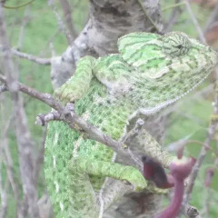 Отель Quinta do Monte em Moncarapacho фото 3