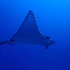 Отель The Sunrise Huraa Хураа бассейн