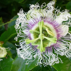 Отель Passion Fruit House фото 2