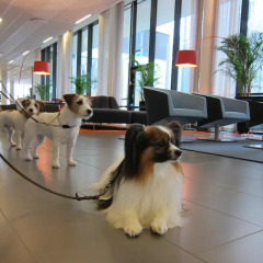 Отель Park Inn by Radisson Malmö Швеция, Мальме - 3 отзыва об отеле, цены и фото номеров - забронировать отель Park Inn by Radisson Malmö онлайн с домашними животными