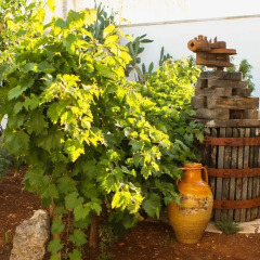 Отель Corte Trullo Sovrano B&B Альберобелло фото 5