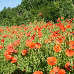 Отель Agriturismo Cà Rossano Фивиццано фото 4