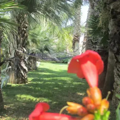 Отель Cuore Di Palme Флорида фото 16