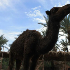 Отель Ecolodge Bab El Oued Maroc Oasis пляж фото 2