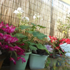Jgh Tokyo Hostel Митака фото 4
