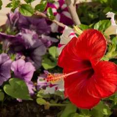 Minos Hotel фото 4