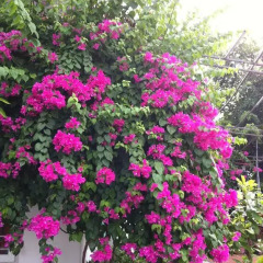 Отель Thien An Homestay