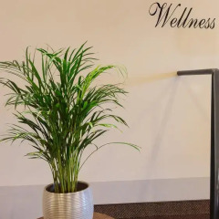 Boutique Hotel SwissHouse интерьер отеля фото 3