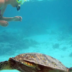 Отель Travel Lodge Maldives бассейн фото 2