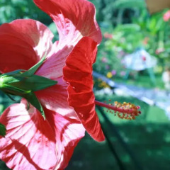Отель Cirali Almira Bungalow фото 12