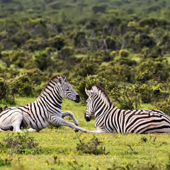 Отель Addo Palace Bush Huts фото 9