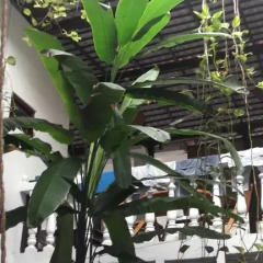 Отель Shoba Travellers Tree Home Stay фото 4