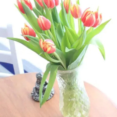 Отель Tulip Guesthouse с домашними животными