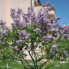 Отель Bogoevi Apartments Болгария, Бургас - отзывы, цены и фото номеров - забронировать отель Bogoevi Apartments онлайн фото 8