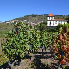 Отель Casa das Torres de Oliveira Португалия, Мезан-Фриу - отзывы, цены и фото номеров - забронировать отель Casa das Torres de Oliveira онлайн фото 11