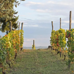 Отель Cascina San Michele Костиглиоле-д'Асти пляж