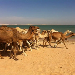 Hotel Sahel in Nouadhibou, Mauritania from 155$, photos, reviews - zenhotels.com beach