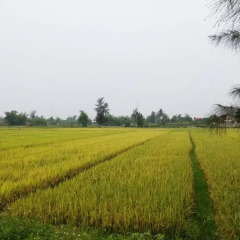 Отель Flora Hoian Villa спортивное сооружение