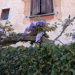 Отель Wisteria Home Остия-Антика