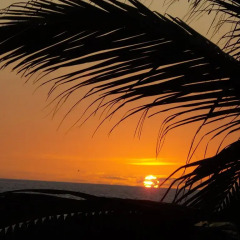 Отель Bungalows Tree Tops 5* Люкс с различными типами кроватей фото 2