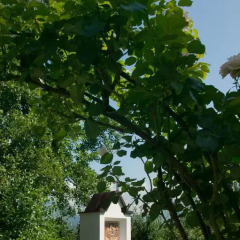 Отель Pension Angergut Лана фото 4