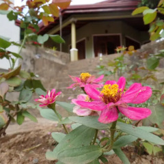 Отель Mountains Edge Holiday Inn & Family Bungalow фото 6