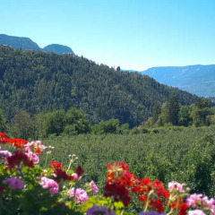Отель Pension Thalerhof Горнолыжный курорт Ортлер фото 8