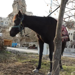 Tafoni Houses Cave Hotel Невшехир спортивное сооружение