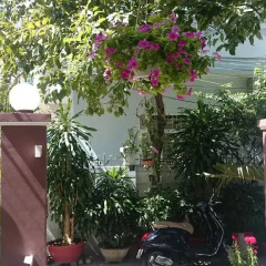Отель Cat Vang Guesthouse