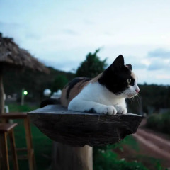 Отель Cat Bungalow Ланта с домашними животными
