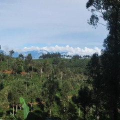 Отель Ranmal Tea Plantation Bungalow 2* Стандартный номер с различными типами кроватей фото 11