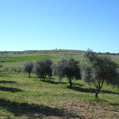 Отель Horta do Muro