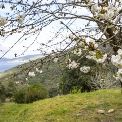 Отель Villino Mare e Natura Проччио приотельная территория
