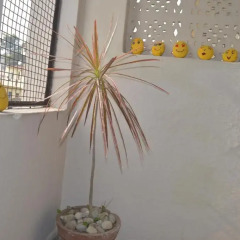 Soank Paradise Hotel in Rishikesh, India from 16$, photos, reviews - zenhotels.com hotel interior photo 2