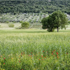 Отель Masseria Mazzalorsa Альберобелло фото 15