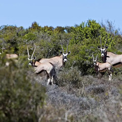 Отель Addo Palace Bush Huts спортивное сооружение