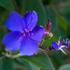 Отель Vila Belgica фото 2